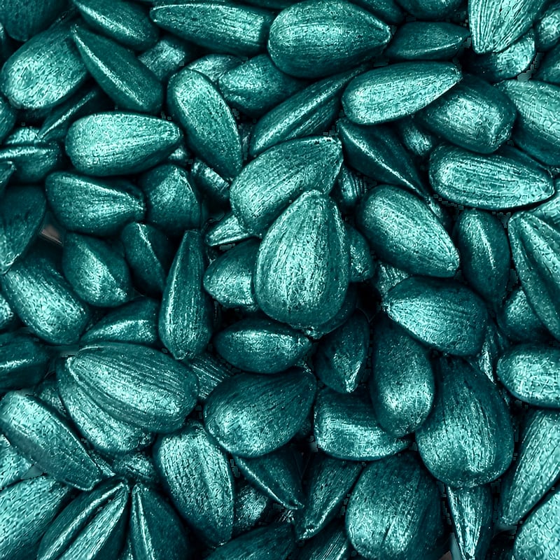Sunflower seeds with blue pearlescent seed coating, daylight view