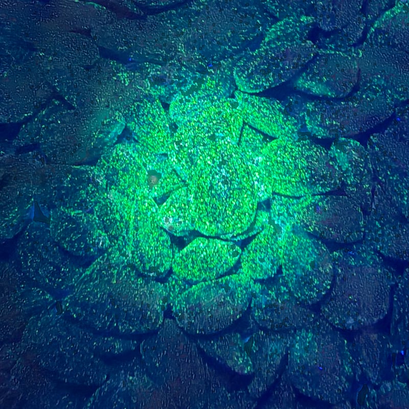 The same seeds under UV light revealing the hidden green marker